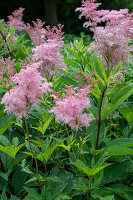 Red meadowsweet (Filipendula rubra) 'Venusta' in the garden