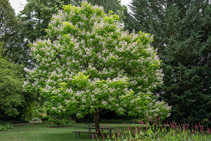 Gold Trompetenbaum 'Aurea' (Catalpa bignonioides) weiss blühend im Garten