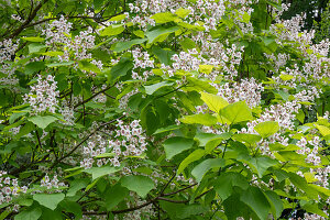 Gold Trompetenbaum 'Aurea' (Catalpa bignonioides) weiss blühend im Garten