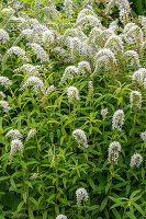 Snow-milfoil (Lysimachia clethroides) in the garden bed