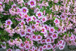 Fächerblume 'Pink Blessing' (Scaevola), Zauberglöckchen 'Rose Quarz' (Calibrachoa)