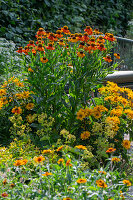 Frauenmantel (Alchemilla), Sonnenbraut (Helenium) 'Sahin's Early Flowerer', Sonnenauge (Heliopsis) und Abelie (Abelia) im sommerlichen Beet