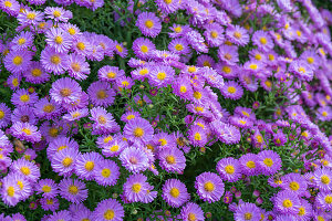 Aster (Aster) im Beet lila blühend