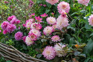 Dahlie (Dahlia) und Schneebeere (Symphoricarpos) im Beet