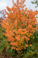 Columnar cherry (Prunus serrulata) 'Amanogawa' in autumn colour