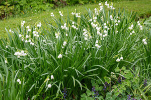 Sommerknotenblume 'Gravetye Giant' (Leucojum Aestivum) im Beet blühend