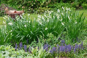 'Gravetye Giant' summer knotweed (Leucojum Aestivum), common honeysuckle (Ajuga Reptans), lady's mantle (Alchemilla Mollis), columbine (Aquilegia) in the border