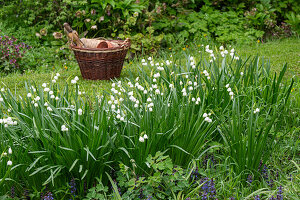 'Gravetye Giant' summer knotweed (Leucojum Aestivum) in the garden bed