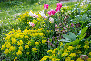 Lenzrosen (Helleborus Orientalis), Tulpe (Tulipa) 'Marilyn', 'Holland Chic', vielfarbige Wolfsmilch im Gartenbeet