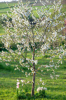 Flowering cherry tree (Prunus Cerasus), sour cherry 'Morina', tulip 'Marilyn' (Tulipa), daffodils in the garden