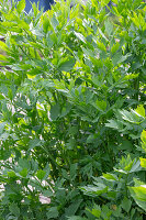 Lovage (Levisticum Officinale) or Maggi herb in a pot on the patio