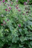 Brown cranesbill 'Lily Lovell' with flowers in the garden bed