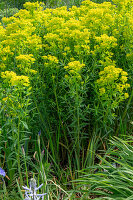 Swamp spurge 'Walenburg's Glorie' (Euphorbia palustris)