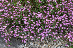 Cushion soapwort (Saponaria ocymoides) in the rock garden