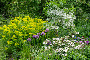 Buntes Blumenbeet mit Sumpf-Wolfsmilch 'Walenberg's Glorie', Schneeflockenstrauch, Japanischer Schneeball 'Pink Beauty', Zierlauch und Akelei