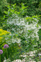 Zierlauch 'Goliath' (Allium), Schneeflockenstrauch (Chionanthus virginicus), Japanischer Schneeball (Viburnum) und Sumpfwolfsmilch im Beet