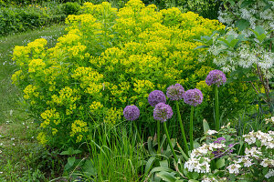 Swamp spurge Walenberg's Glorie (Euphorbia palustris), snowflake shrub, Japanese snowball 'Pink Beauty' and ornamental leek 'Goliath' in the garden bed