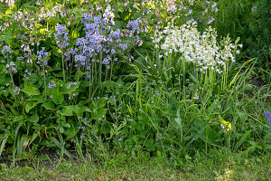 Spanish bluebell 'Alba Maxima' and 'Excelsior' (Hyacinthoides hispanica) flowering in the garden bed