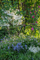 Schneeflockenstrauch, Rose 'Fräulein Maria', spanisches Hasenglöckchen 'Alba Maxima' und 'Excelsior', Akelei, Beinwell 'Miraculum'