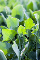 Shield sorrel (Rumex scutatus) in the garden bed