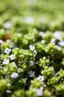 Flowering quendel (Thymus)