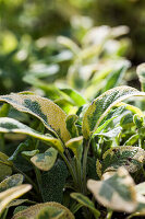 Gold-Salbei (Salvia officinalis 'Icterina') im Gartenbeet