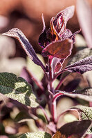 Purpursalbei (Salvia officinalis 'Purpurascens')