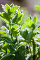 Apfelminze (Mentha suaveolens) im Sonnenlicht, close-up