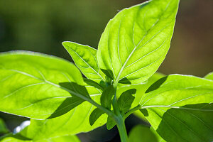 Nahaufnahme von frischen Basilikumblättern (Ocimum basilicum) im Sonnenlicht