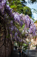 Blühender Blauregen (Wisteria) im Stadtpark