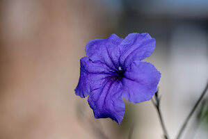 Lila Petunie (Petunia) vor unscharfem Hintergrund