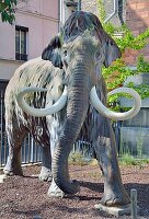 Frankreich, Paris, der Jardin des Plantes (Pflanzengarten), Mammut