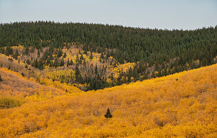 Usa, New Mexico, Santa Fe, Bäume in Herbstfarben in den Sangre De Cristo Mountains