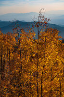 USA, New Mexico, Santa Fe, Espenbäume in Herbstfarben in den Sangre De Cristo Mountains
