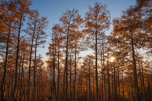 Usa, New Mexico, Santa Fe, Espenbäume in Herbstfarben in den Sangre De Cristo Mountains bei Sonnenuntergang
