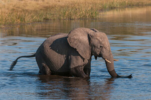Ein junger afrikanischer Elefant, Loxodonta Africana, überquert den Savuti-Kanal, Linyanti, Botsuana.