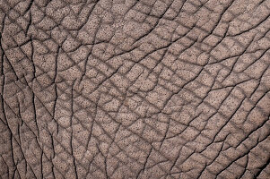 Detail der Haut eines Afrikanischen Elefanten, Loxodonta Africana. Botsuana