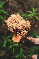 Cropped unrecognizable person holding an edible Ramaria coral fungi mushroom growing on ground covered with fallen fry leaves in autumn forest