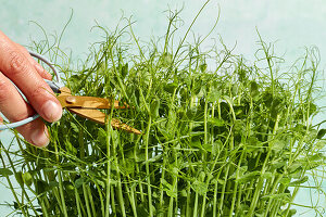 Cutting home-grown pea shoots