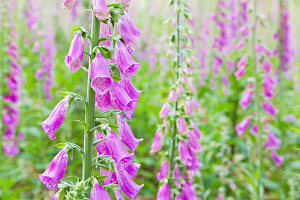 Red foxglove in a clearing in the Palatinate Forest, Edenkoben, Rhineland-Palatinate, Germany