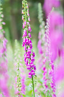 Red foxglove in a clearing in the Palatinate Forest, Edenkoben, Rhineland-Palatinate, Germany