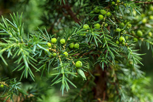 Junger Wacholderstrauch (Juniperus) mit grünen Beeren am Zweig