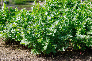 Liebstöckel (Levisticum officinale, Maggikraut, Garten-Liebstöckel) im Kräuterbeet