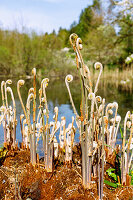 Königs-Rispenfarn (Osmunda regalis) am Teichufer, Farnwedel beim Ausrollen im Frühjahr