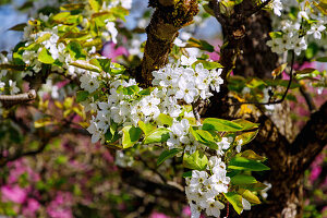 blühende Japanische Birne (Pyrus pyrifolia Hosui, Sand-Birnbaum, Asia-Birne)
