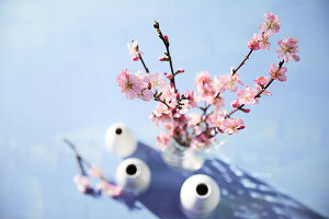 Cherry blossom branches in white vases on a blue background