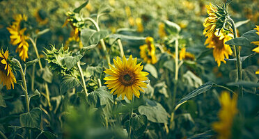 Sonnenblumenfeld (Helianthus Annuus) im Sommer