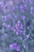 Lavender (Lavandula angustifolia) in the summer garden