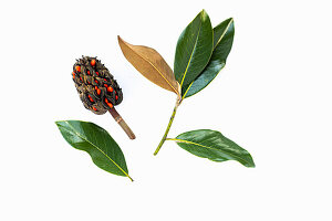 Fruit and leaves of the evergreen magnolia (Magnolia grandiflora) on a white background