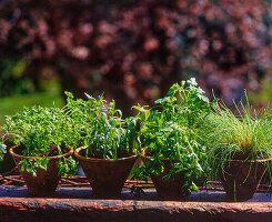 Herb pots with parsley, sage, mint and chives